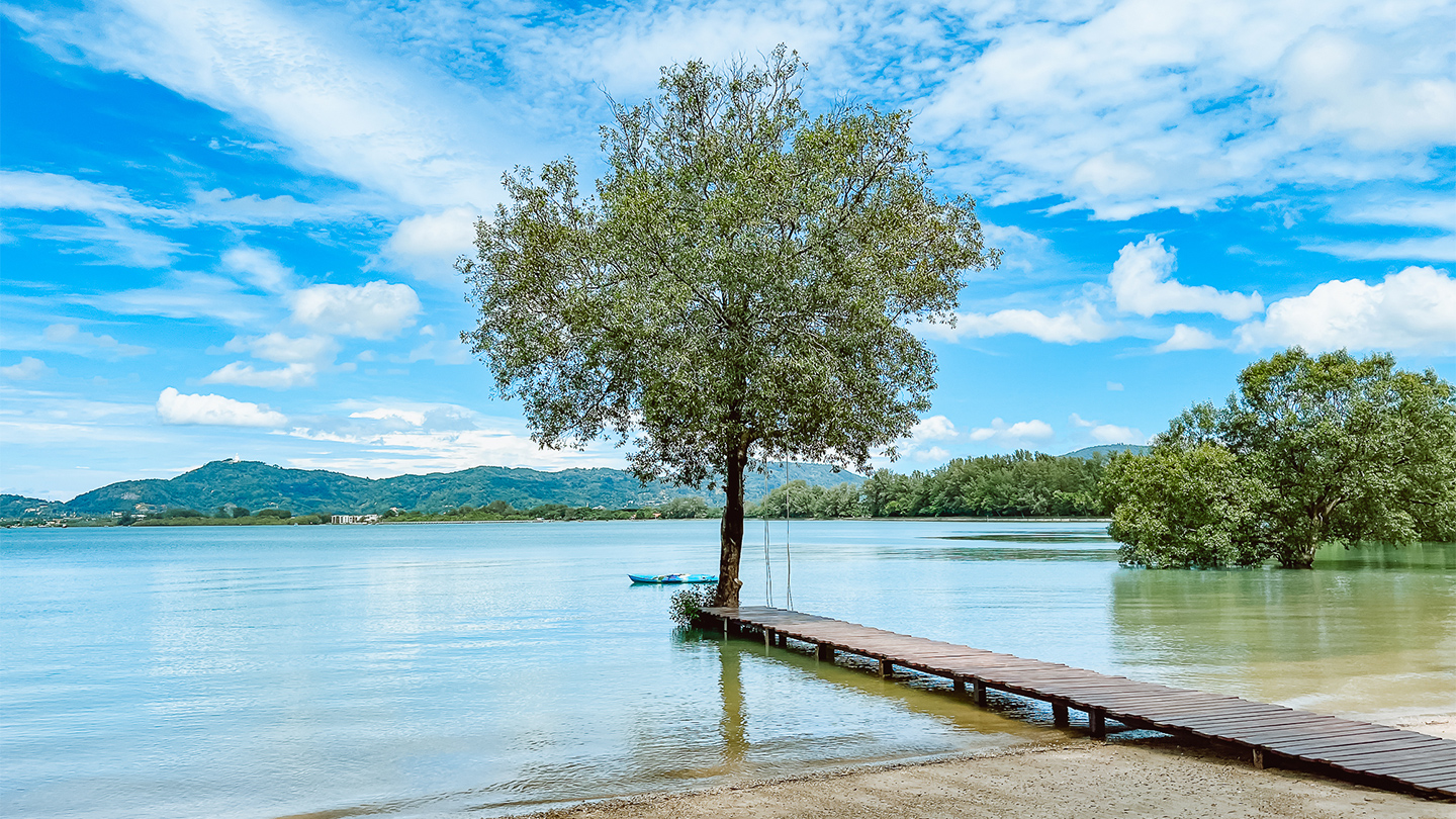 The Mangrove by Blu Monkey